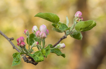 Branch of apple blossom