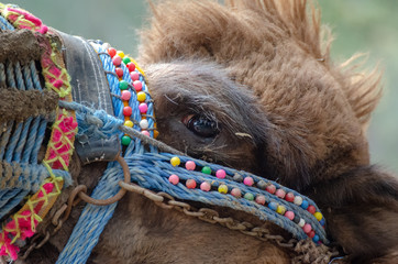 portrait of camel