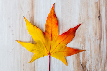 feuille d'automne et ses couleurs 