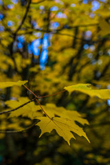 maple leaves in autumn