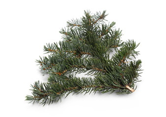 Pine branch isolated on white background © dule964