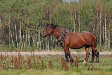Ciężki koń odpoczywający na łące po jesiennych pracach w polu.