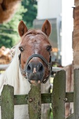 Koń stojący za drewnianym płotkiem patrzący prosto, z postawionymi uszami.