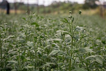 Chrysanthemum flowers bud in a garden.