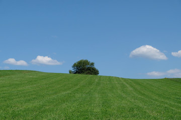  Beautiful panorama view of a  tree in open field and green hill in Allgäu Bavaria Germany with blue sky, white clouds and mountain range on a sunny day. 