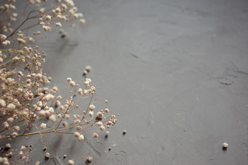 bouquets of a white dry gypsophila flower on gray background. top view. copy space