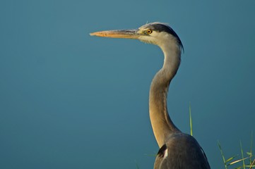 heron