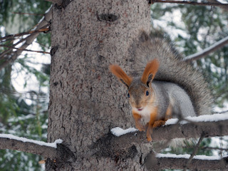 Naklejka na ściany i meble A large beautiful squirrel sits on a tree branch. Blurred background.