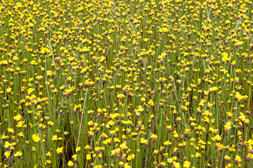 Obraz premium Yellow Flowers Field