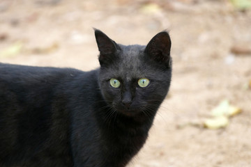 Naklejka na ściany i meble black cat walking around the streets, black cat walking around freely,close-up black cat,