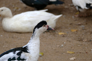 black and white ducks are feeding ducks in natural environment,cute domestic black and white village,