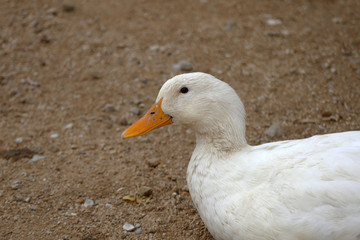 Close-up of a village duck's head, white duck, a duck in a natural environment,