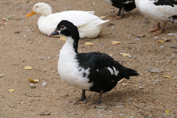 black and white ducks are feeding ducks in natural environment,cute domestic black and white village,