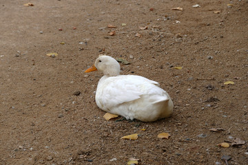 Close-up of a village duck's head, white duck, a duck in a natural environment,