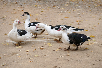 black and white ducks are feeding ducks in natural environment,cute domestic black and white village,