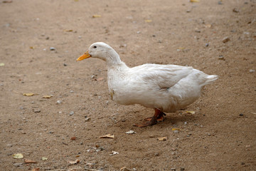 Close-up of a village duck's head, white duck, a duck in a natural environment,