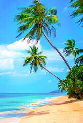 Beautiful sunny beach. View of nice tropical beach with palms ar