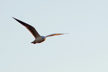 seagull