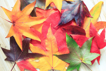 automne et ses couleurs feuille de saison 