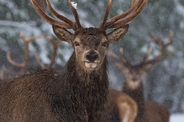 Portrait Of Lonely Stag Under Falling Snowflakes. Great Adult Red Deer With Careful Look Close-Up. Christmas Winter Wildlife Landscape With Deer Stag. Single Noble Deer ( Cervus Elaphus ). Belarus