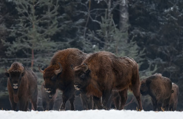 Two Great Wild Brown Bison (Wisent) Go Along At Winter Forest. Couple European Aurochs ( Bison, Bison Bonasus ) Walk  Among The Trees. Big Brown European Wood Bison In The Nature Habitat.Belarus