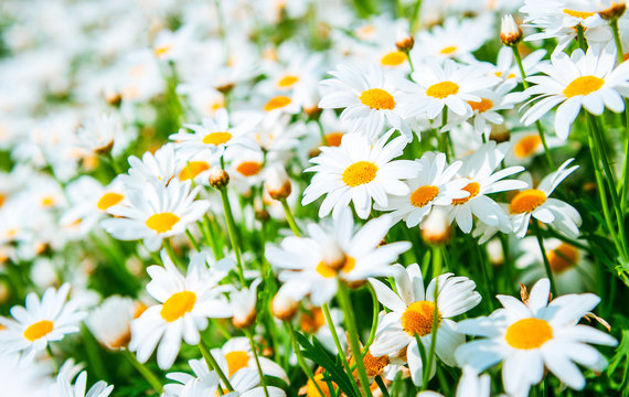Field of daisy flowers © Andrii Vergeles