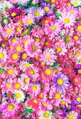 Bright picture of background full of color flowers. Abstract background of flowers. Flower bouquets. Bunch of flowers.