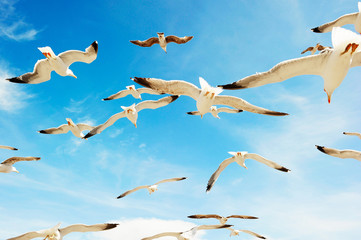 Group of sea gulls against a blue sky with clouds