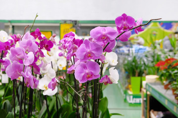 Purple and white orchids and other houseplants in small pots in garden shop. Various orchids sold...