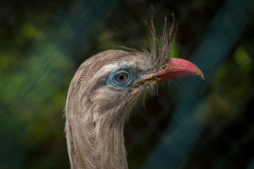 Vogel im Tierpark