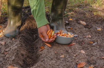 Autumn planting onions.