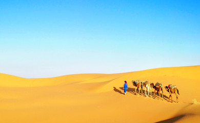 Fototapeta na wymiar Camel caravan going through the sand dunes in the Sahara Desert, Morocco.