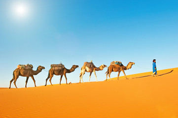 Camel caravan going through the sand dunes in the Sahara Desert. Morocco Africa. Beautiful sand dunes in the Sahara desert.
