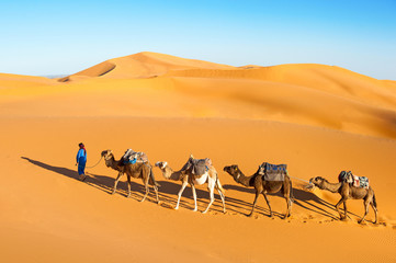 Camel caravan going through the sand dunes in the Sahara desert, Marocco. Camel in desert concept.