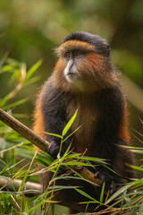 Wild and very rare golden monkey in the bamboo forest. Unique and endangered animal close up in nature habitat. African wildlife. Beautiful and charismatic creature. Cercopithecus kandti.
