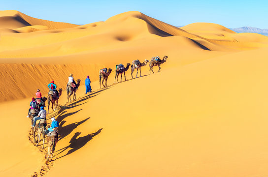 Camel caravan going through the sand dunes in the Sahara Desert, Morocco