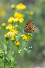 Lycaenidae / Büyük Mor Bakır / / Lycaena alciphron