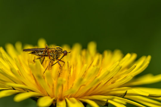 Insect on top of flower
