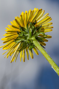 dandelium