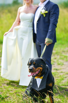 The Bride And Groom Pull The Rottweiler Dog On A Leash In The Summer On A Green Glade.