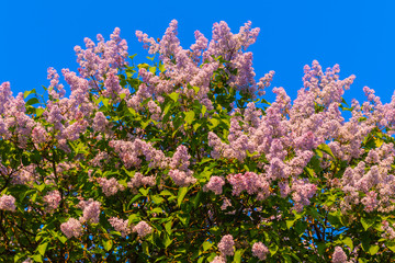 A large bush of pink lilac on a background of bright blue sky