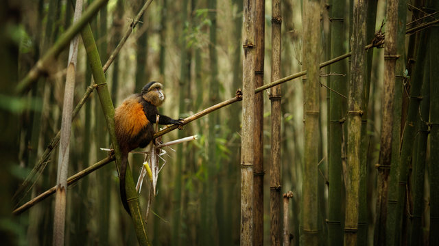 Wild and very rare golden monkey in the bamboo forest. Unique and endangered animal close up in nature habitat. African wildlife. Beautiful and charismatic creature. Cercopithecus kandti.