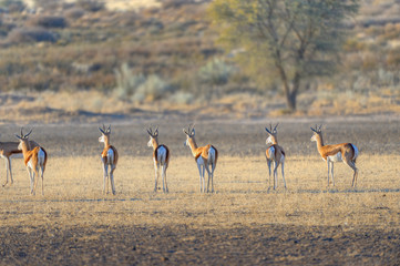 Fototapeta na wymiar SPRINGBUCK (Antidorcas marsupialis) in the Kalahari desert, South Africa