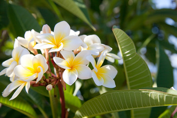 Blooming plumeria tree with white flowers