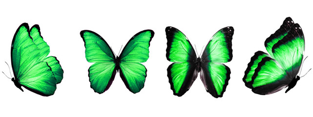 Obraz premium set of beautiful green butterflies isolated on white background