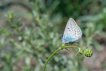 Lycaenidae / Çokgözlü Amanda / Amanda blue / Polyommatus amandus