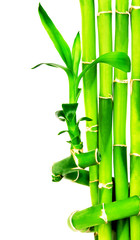 Bamboo background isolated on white. Zen concept