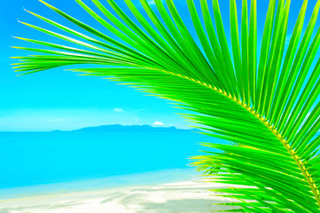 Beautiful Caribbean beach. Beach with palm tree over the sand