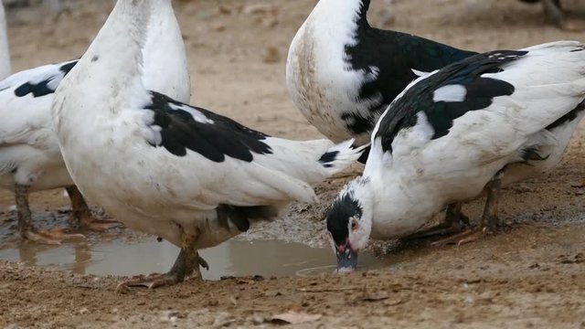 black and white ducks are feeding ducks in natural environment hd video, a duck in a natural environment,