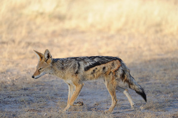 BLACK BACKED JACKAL (Canis mesomelas) in the Kalahari desrt